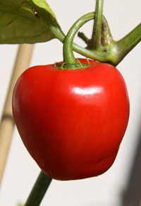 Rocoto Red 